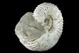 Huge, Tractor Ammonite (Douvilleiceras) Fossil - Madagascar #142945-3